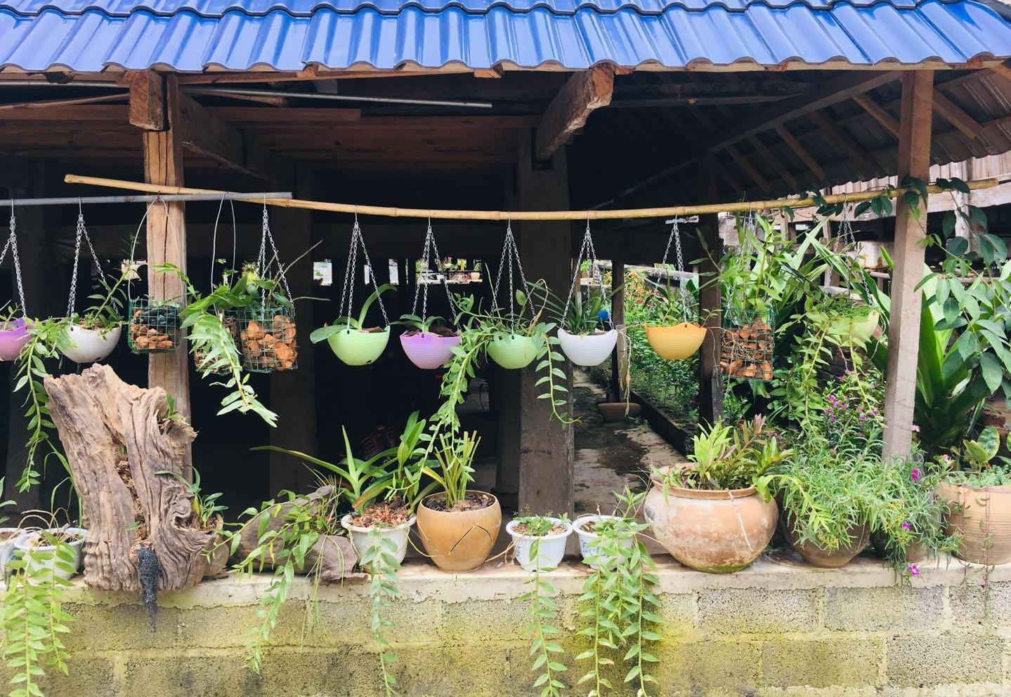 版纳植物园助力曼纳堵美丽乡村建设初见成效